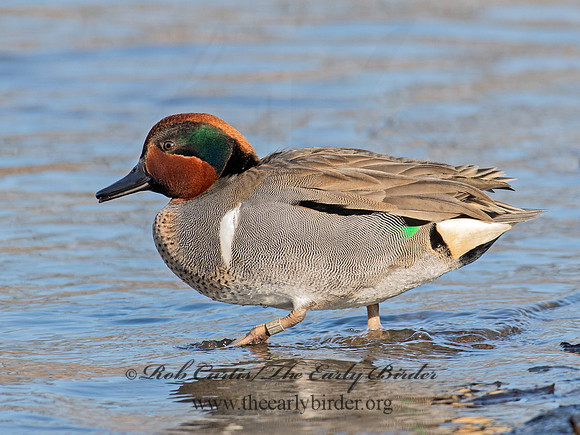 Anas carolinensis  GREEN-WINGED TEAL 6037902