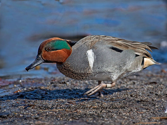 Anas carolinensis  GREEN-WINGED TEAL 6037759+
