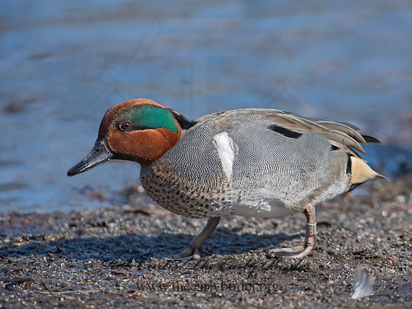 Anas carolinensis  GREEN-WINGED TEAL 6037758+