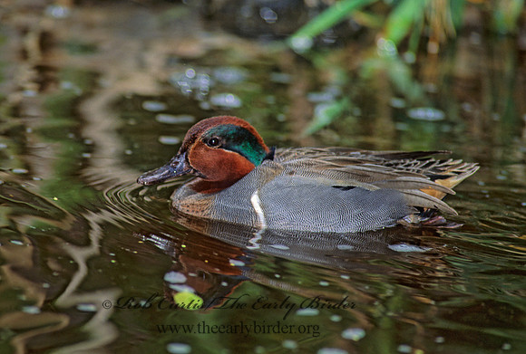 Anas carolinensis  GREEN-WINGED TEAL 74624