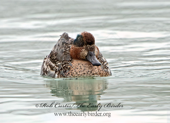 Anas carolinensis  GREEN-WINGED TEAL 9027577+