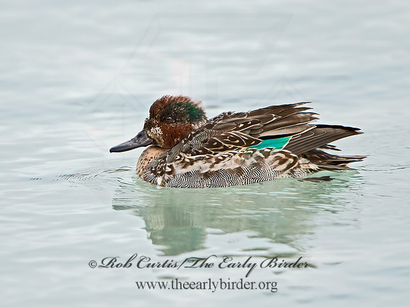 Anas carolinensis  GREEN-WINGED TEAL 9027584+