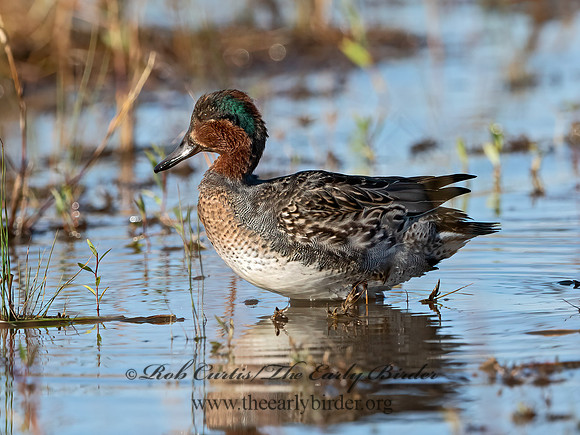 Anas carolinensis  GREEN-WINGED TEAL 3026386+