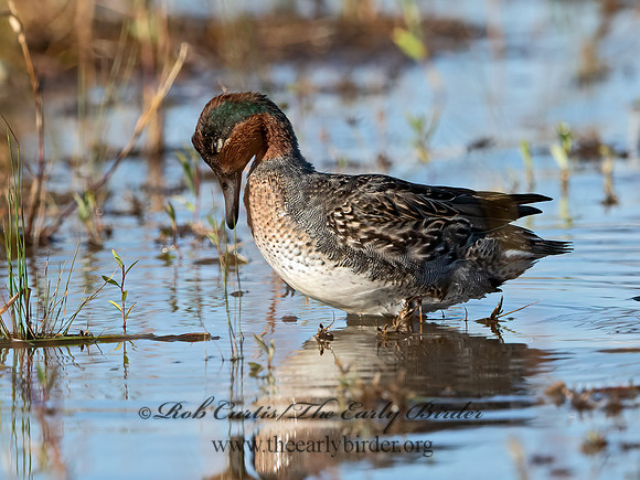 Anas carolinensis  GREEN-WINGED TEAL 3026387+