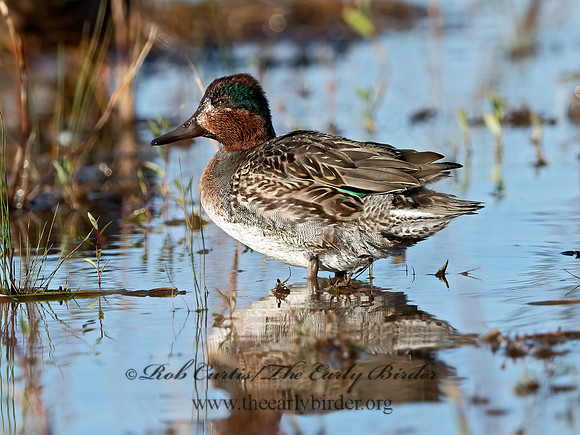 Anas carolinensis  GREEN-WINGED TEAL 3026388+