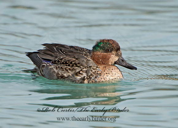 Anas carolinensis  GREEN-WINGED TEAL 9027617+