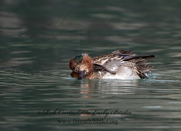 Anas carolinensis  GREEN-WINGED TEAL 9027594+