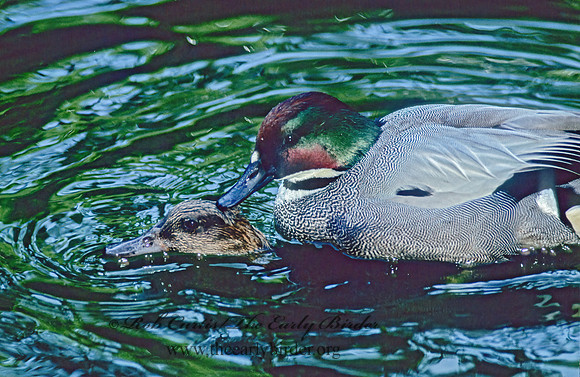 Anas carolinensis  GREEN-WINGED TEAL 126326 copy+