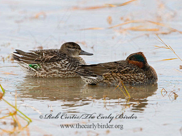 Anas carolinensis  GREEN-WINGED TEAL 3026396+