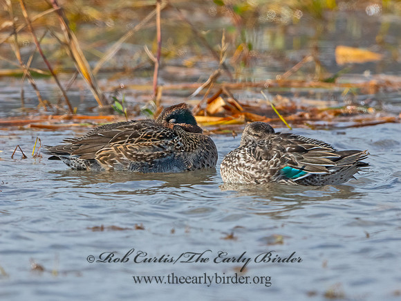 Anas carolinensis  GREEN-WINGED TEAL 3026399+