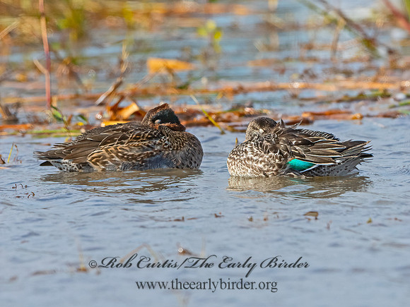 Anas carolinensis  GREEN-WINGED TEAL 3026400+
