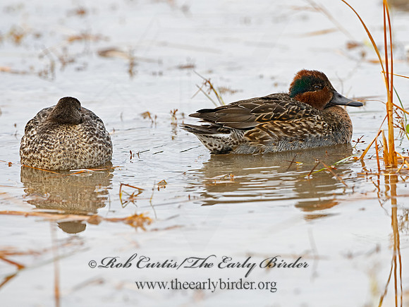 Anas carolinensis  GREEN-WINGED TEAL 3026393