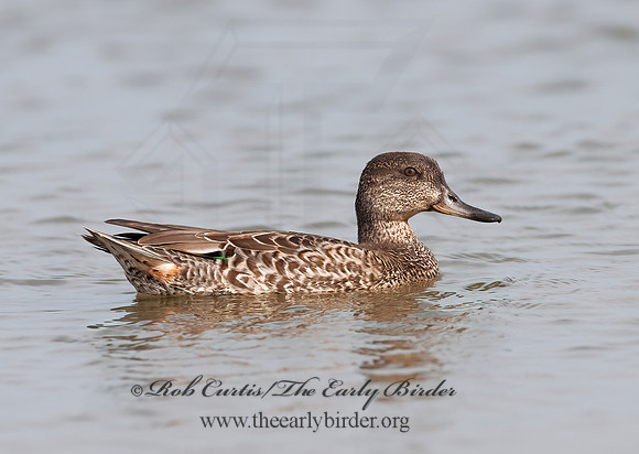 Anas carolinensis  GREEN-WINGED TEAL 3004214+