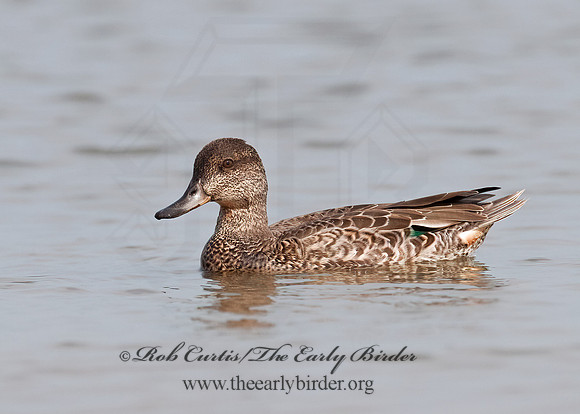 Anas carolinensis  GREEN-WINGED TEAL 3004212+