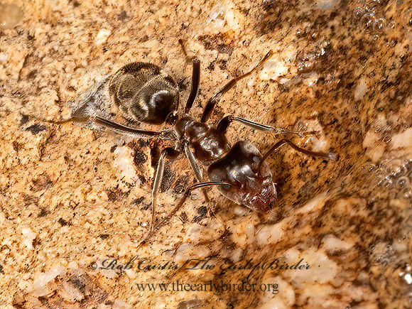 Liometopum apiculatum  VELVETY TREE ANT 3038695z