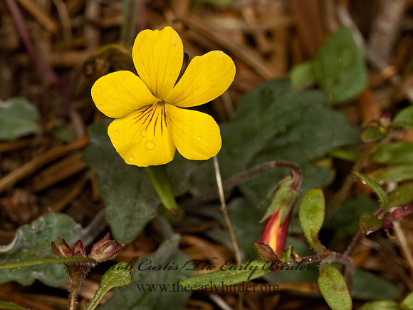 Viola nuttallii  NUTTALL'S VIOLET 9058217z