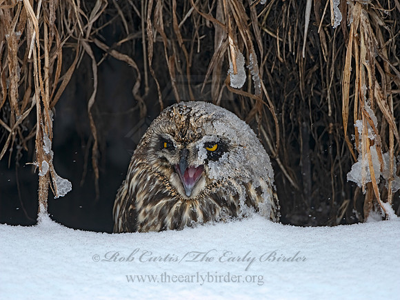 Asio flammeus  SHORT-EARED OWL 3028076++