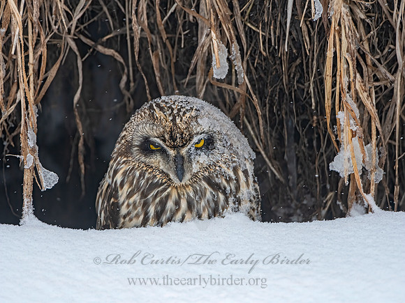 Asio flammeus  SHORT-EARED OWL 3028070++