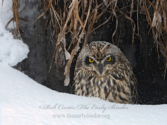Asio flammeus  SHORT-EARED OWL 3028039+