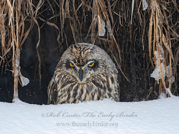 Asio flammeus  SHORT-EARED OWL 3028066++