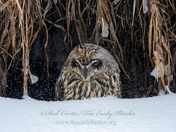 Asio flammeus  SHORT-EARED OWL 3028065++