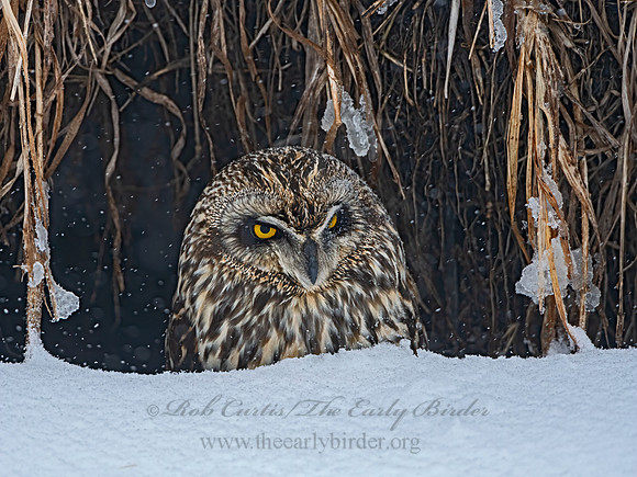 Asio flammeus  SHORT-EARED OWL 3028080++