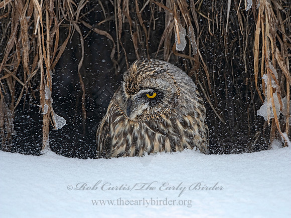 Asio flammeus  SHORT-EARED OWL 3028064++