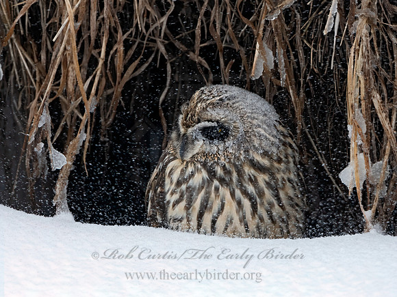 Asio flammeus  SHORT-EARED OWL 3028052+
