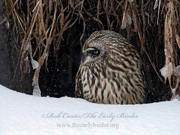 Asio flammeus  SHORT-EARED OWL 3028046+