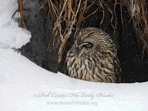 Asio flammeus  SHORT-EARED OWL 3028033+