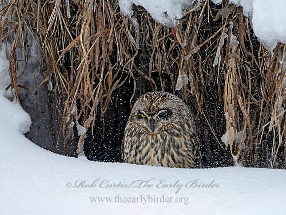 Asio flammeus  SHORT-EARED OWL 3028056+