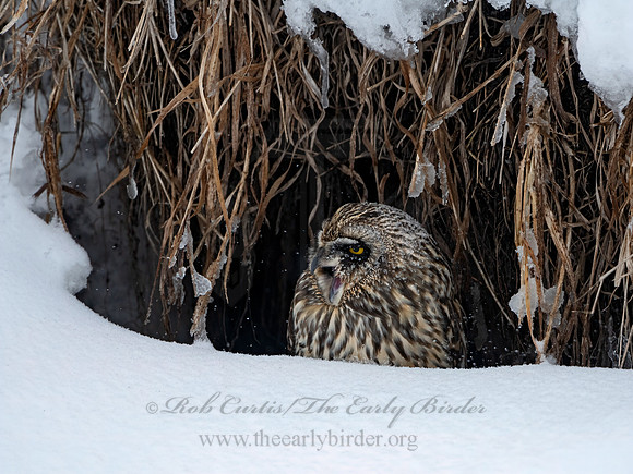Asio flammeus  SHORT-EARED OWL 3028058+