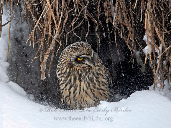 Asio flammeus  SHORT-EARED OWL 6037652+