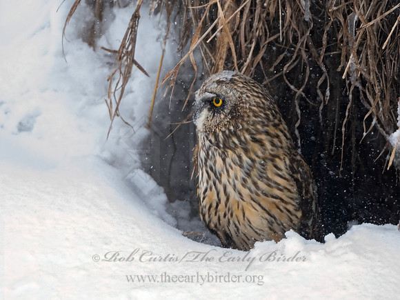 Asio flammeus  SHORT-EARED OWL 3028019+