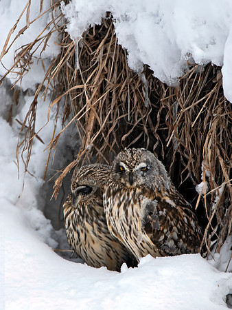 Asio flammeus  SHORT-EARED OWL 3004505+