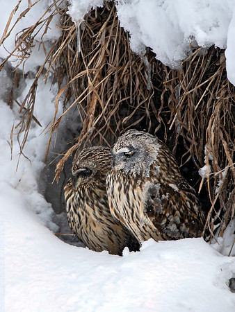 Asio flammeus  SHORT-EARED OWL 6037640+