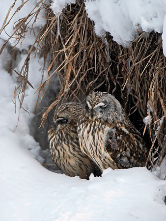Asio flammeus  SHORT-EARED OWL 6037641++