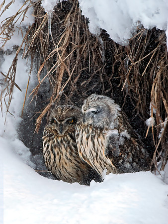 Asio flammeus  SHORT-EARED OWL 6037645++