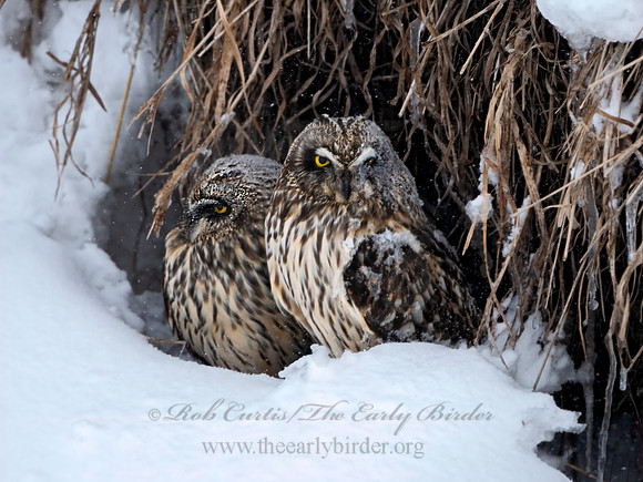 Asio flammeus  SHORT-EARED OWL 3028016+