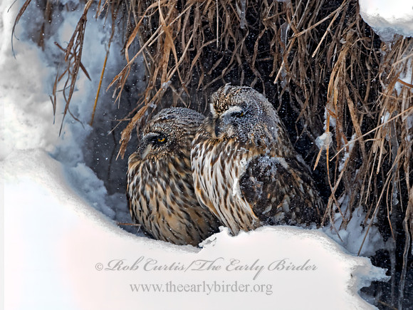 Asio flammeus  SHORT-EARED OWL 3028013+