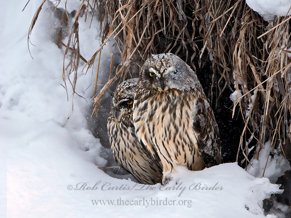 Asio flammeus  SHORT-EARED OWL 6037635+