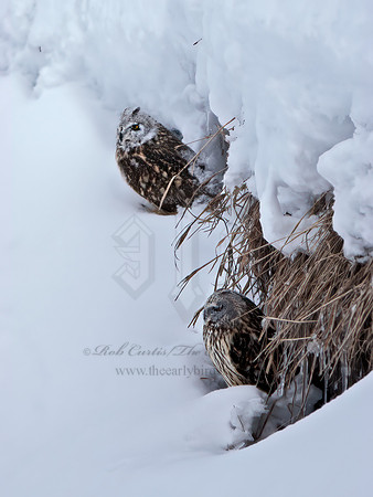 Asio flammeus  SHORT-EARED OWL 6037632+