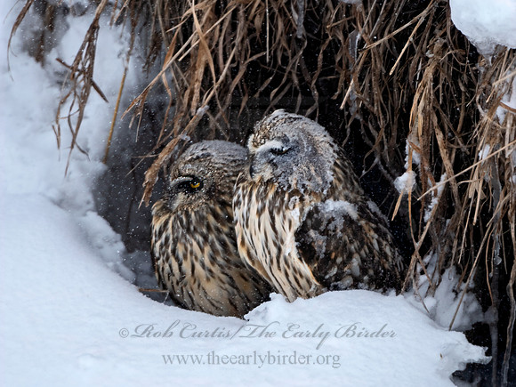 Asio flammeus  SHORT-EARED OWL 3028017+
