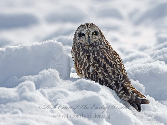 Asio flammeus  SHORT-EARED OWL 3027912+
