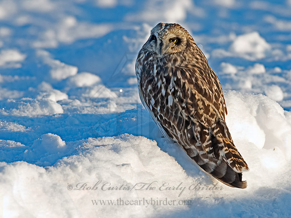 Asio flammeus  SHORT-EARED OWL 3027979+