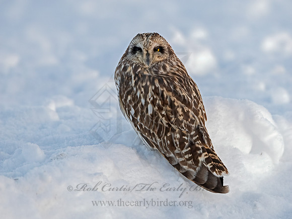 Asio flammeus  SHORT-EARED OWL 3027992+