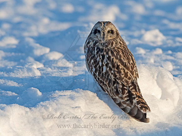 Asio flammeus  SHORT-EARED OWL 3027976+