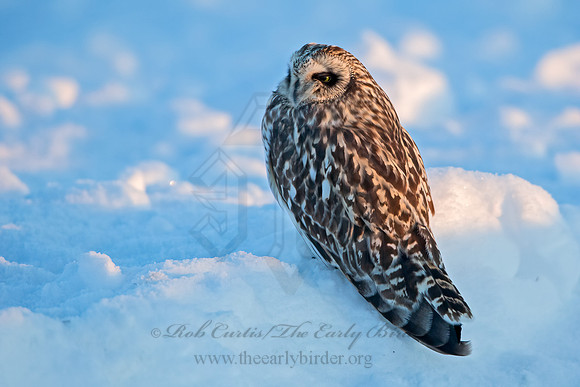 Asio flammeus  SHORT-EARED OWL 6037625+