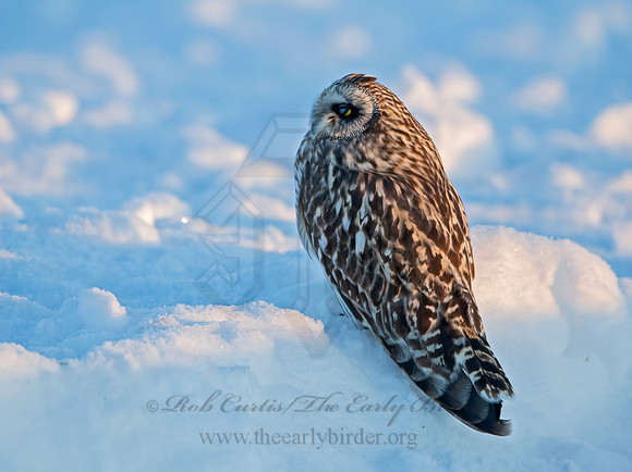Asio flammeus  SHORT-EARED OWL 6037620+