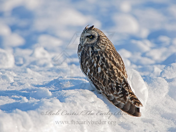 Asio flammeus  SHORT-EARED OWL 6037599+